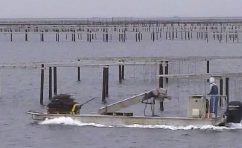 videogardiennage en corse