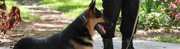 télesurveillance en corse